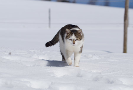 cute cat walking in winter snow looking into cameraの写真素材
