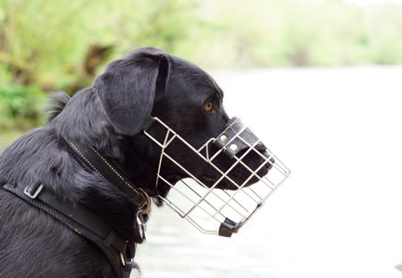 Black labrador retriever dog on the lakeの写真素材