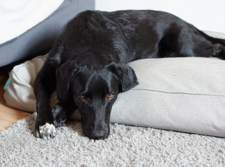 Black Labrador Retriever Lying on a Carpet at Homeの写真素材