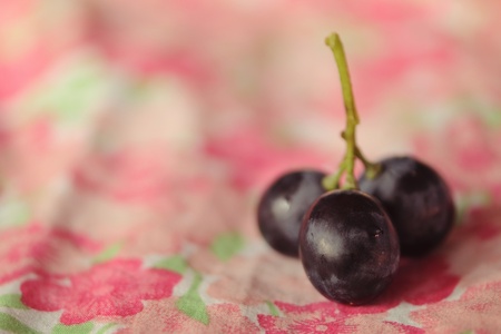 Macro photo of fall fruit - black grapesの写真素材