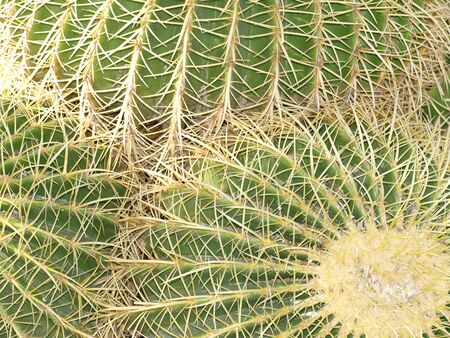 3 barrel cacti