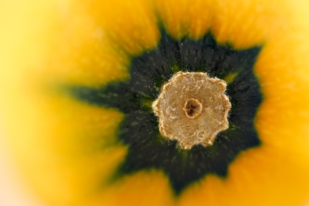 A close-up image of a yellow zucchini courgetteの写真素材