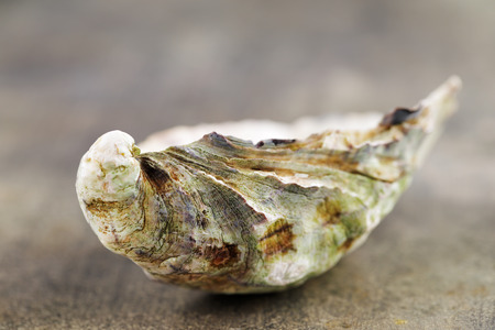 An oyster shell shot on a granite slabの写真素材