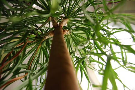 Close up of a green plantの写真素材