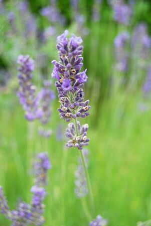 Close up of a flower lavender, purple flower in natureの写真素材