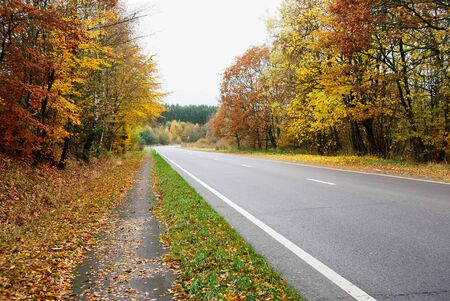 Autumn forest road landscape. Orange and green leaves and tree in fall season nature.の写真素材