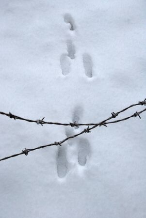 Barbed wire fence in front of a path of snow with animal footprints. Winter natureの写真素材
