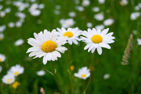 Beautiful daisies in a meadow in summer. Nature and flowers photography. closeupの写真素材