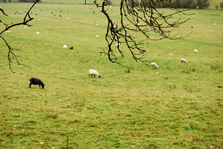 Sheeps in a pasture / meadow eating grass. With branches of a tree in front. On fall season, countryside and wild photographyの写真素材