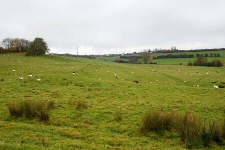 Sheeps in a pasture / meadow eating grass. On fall season, countryside and wild photographyの写真素材