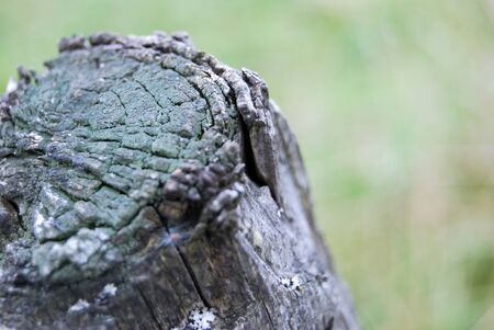Close up of a trunk on nature backgroundの写真素材
