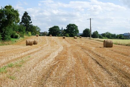 Summer field of hay and harvest with haystacks in a small village. Harvesting, haymaking and agriculture photography.の写真素材