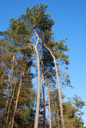 Pine and spruce trees with blue sky on a sunny day. Long and tall trees in the forestの写真素材