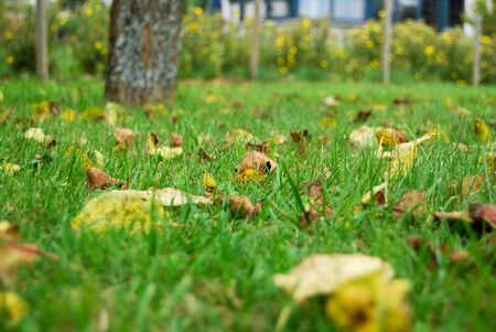 Close up of fallen leaves in the grass in a green gardenの写真素材