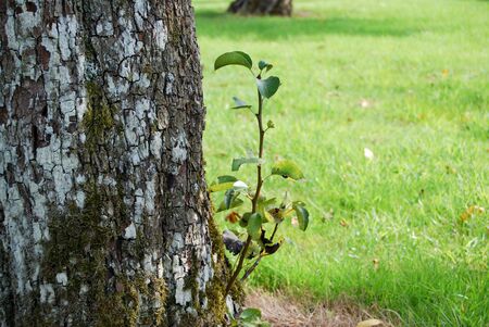 Close up of a tree with a tree in a green gardenの写真素材