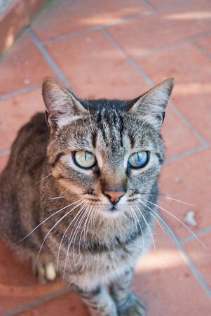 Beautiful cat sitting on the outdoor floor in summerの写真素材
