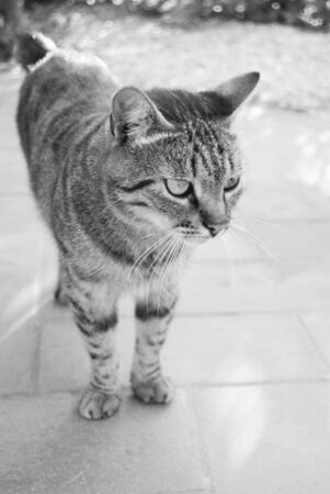 Beautiful cat standing on the outdoor floor in summer. Black and white photographyの写真素材