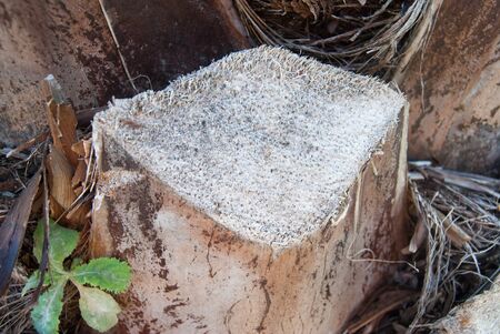 Close up of a tree bark on a summer dayの写真素材