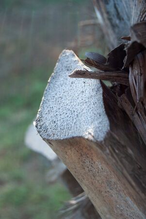 Close up of a tree bark on a summer dayの写真素材
