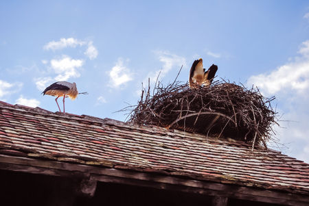 A stork on the roof of the forest at the heart of Alsace in Ungersheimのeditorial素材