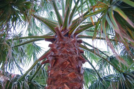 Closeup of a palm tree in Provenceの写真素材