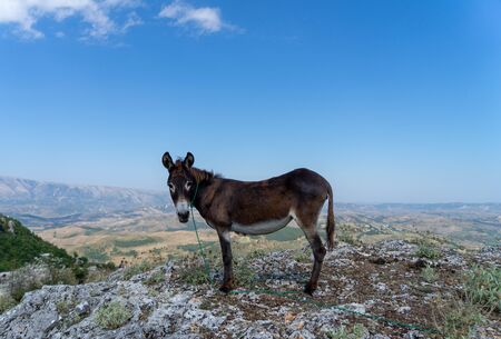 Donkey standing on the hill