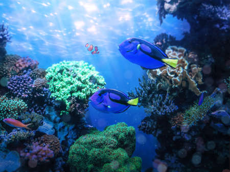 Two blue tang fish and coral reef lives.の写真素材
