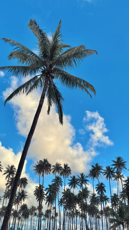 View of coconut palm trees against clouds and blue skyの写真素材