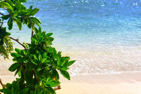 Beach with tropical foliage with selective focus in Oahu Hawaii, USA