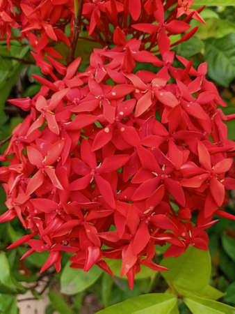 Beautiful red-pink Asian flowers. Thailand.