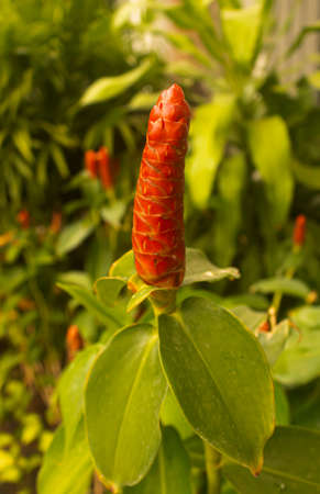 Alpinia purpurata, red ginger, also called ostrich plume and pink cone ginger is a beautiful flower that grows in Asia. Thailand.の写真素材