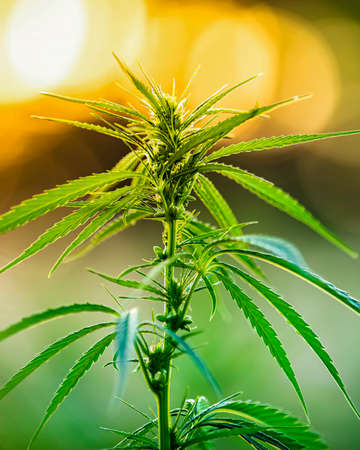 Medical hemp growing on organic farm. Bokeh effect in the background. Healthy hemp.の写真素材
