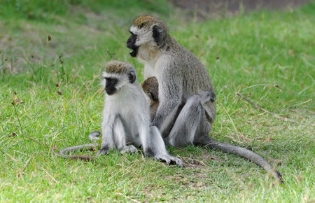 Mother vervet with a baby and a young vervet in a meadow (savannah). The vervet monkey (Chlorocebus...