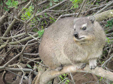 The rock rabbit, coney or rock hyrax, also called dassie, Cape hyrax, is a medium-sized terrestrial mammal native to Africa and the Middle East.の写真素材