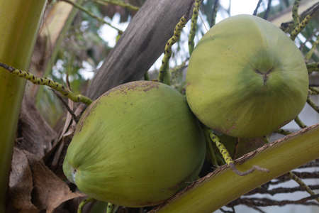 A pile of coconuts on a dwarf variety of coconut palm. Coconut harvest. Coconut plantation on an...