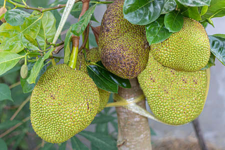 Jack fruit also known as breadfruit ripening in the sun on an organic plantation. Healthy eating and lifestyle. Close-up. Asian cuisine.の写真素材