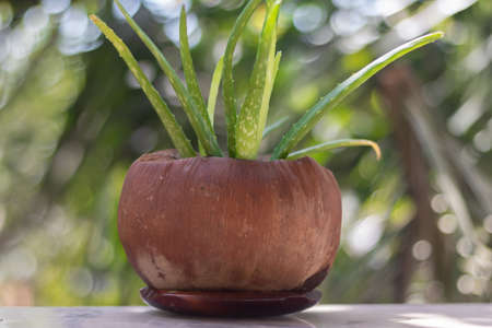 Potted aloe vera in coconut shell on the balcony (DIY). Close-up. In the background a defocused garden (bokeh effect). Concept of agriculture, horticulture and ornamental plants.の写真素材
