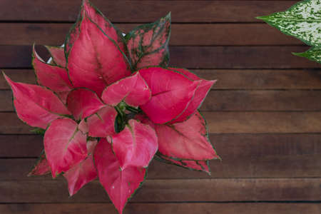 Home houseplant - Red Aglaonema on a wooden Table. Exterior. Close-up. The concept of home decor and growing potted plants.  Top view.の写真素材