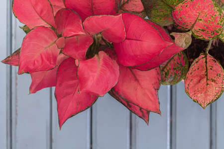 Home houseplant - Red Aglaonema plant and Aglaonema Valentine - (Aglaonema Siam Aurora) isolated on...