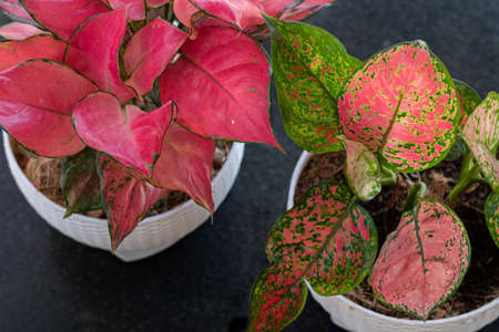 Home houseplant - Red Aglaonema plant and  Aglaonema Valentine (Aglaonema siam aurora) on black granite floor. Interior. Close-up. Interior. The concept of home decor and growing potted plants.の写真素材