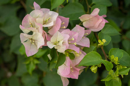 Tropical flowers, background. Bougainvillea flowers.
Close-Up. Perfect for a website banner...