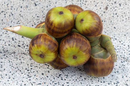 The dark brown fresh fruits of tali-pot palm or sugar-palm (Borassus Flabellifer). Fruit harvest time. Top view.の写真素材