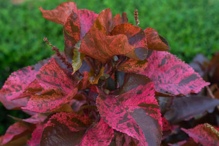 Croton leaves (Codiaeum variegatum) also known as Laurel Wreath are a popular garden decorative...