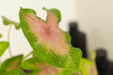Tropical houseplants. Heart of Jesus (Angel wings) and Elephant ear (Caladium) on the cabinet. Interior. Close-up. The concept of home decor and growing potted plants.の写真素材