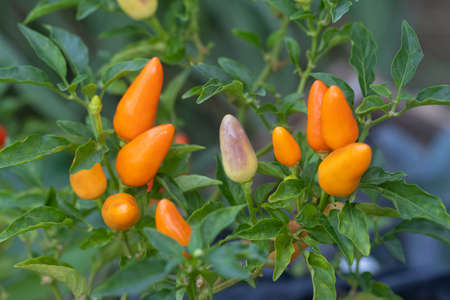 Ripening Ornamental pepper (dwarf pepper, Capsicum annuum) in the garden beds. Close-up. Vegetarian and vegan diet. Organic food. Close-up. A popular vegetable (spice) in many cuisines of the world.の写真素材
