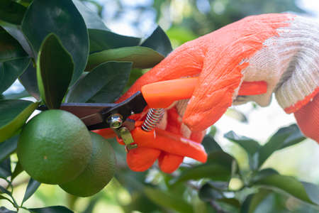 Harvest of green oranges in the plantation. Female Gardener's hand with garden shears from cutting...
