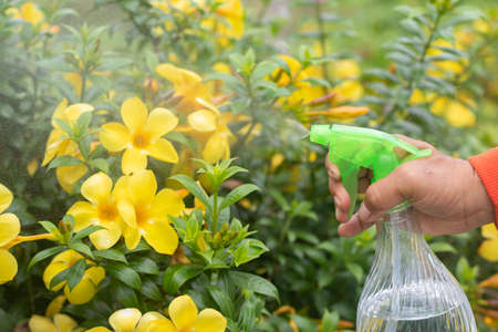 Female gardener moisturizing yellow jasmine flowers in the garden with a gentle stream of water...
