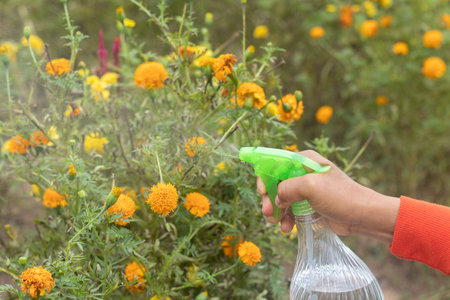 The gardener woman fights insects and diseases on chrysanthemums flowers in the garden with a repellent mixed with water.Close-up. De focused background. Concept for the treatment of flowers.の写真素材