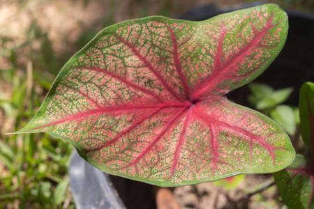 Tropical ornamental plant. Queen of The Leafy â€˜pinratâ€™, Heart of Jesus, Caladium...