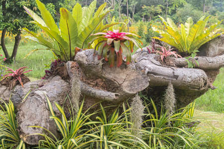 Tropical plants Blushing Bromeliad (Neoregelia carolinae), Asplenium scolopendrium- (hart's-tongue fern, Cryptanthus 'Elaine', growing on a dried tree trunk in the garden. Close-upの写真素材